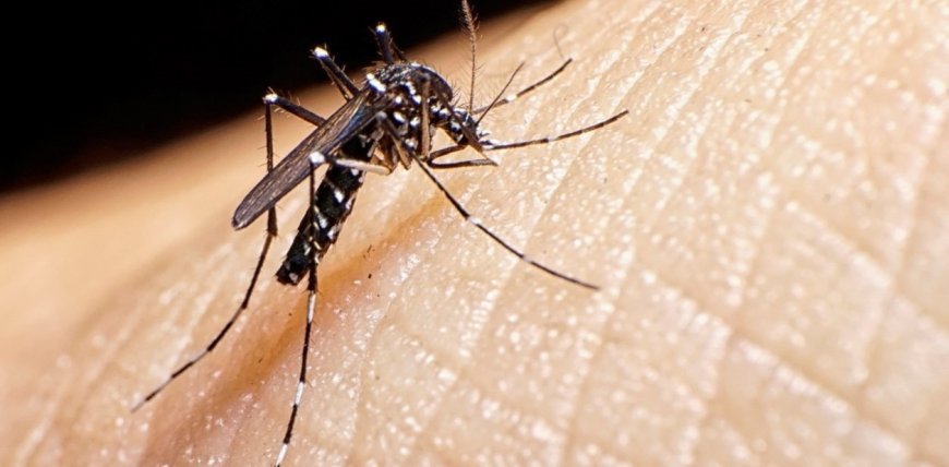 DENGUE - ¿Cómo saber si una persona tiene dengue? Los síntomas que despiertan el alerta