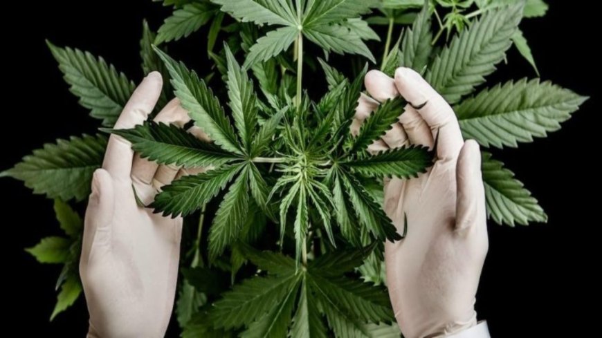 Cerrillos: Condenados por robar plantas de marihuana
